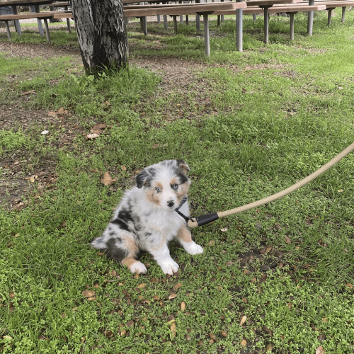 Image of my puppy OB sitting in the park